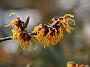 Hamamelis mollis Orange